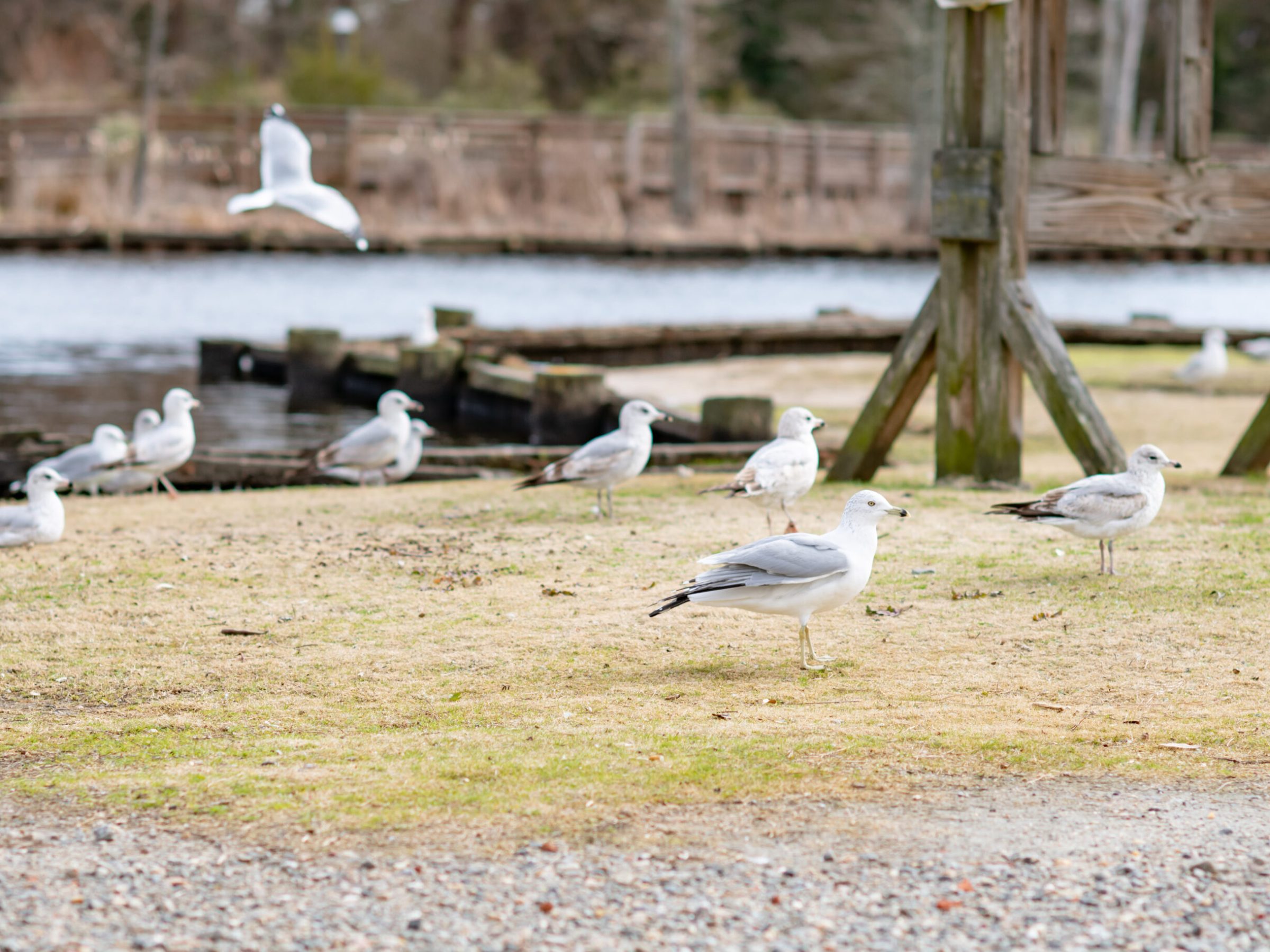 a flock of seagulls standing on grass